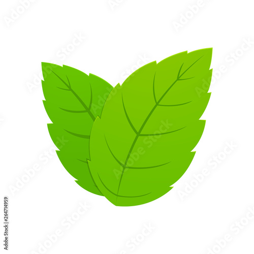 The Green Peppermint leaf. Isolated Vector Illustration