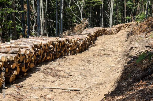 Forestry. Forest Health. Removal of dead and sick trees.