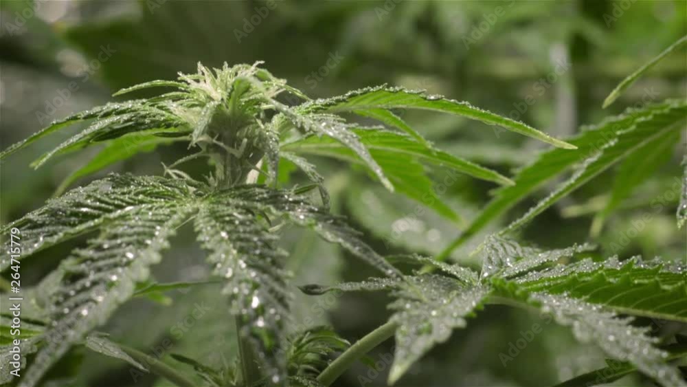 young cannabis flower macro view. camera slow motion up to the flower young cannabis flower macro view. camera slow motion up to the flower