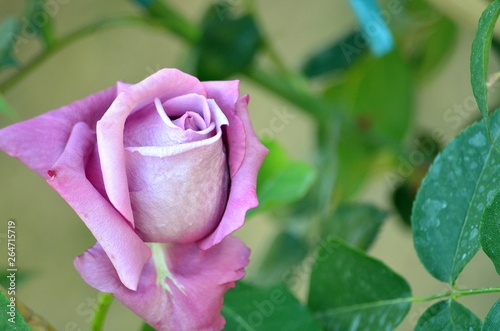 bouton de rose