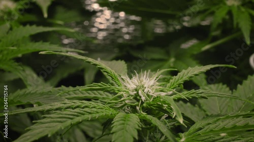 young cannabis flower macro view. camera slow movement down the branch photo