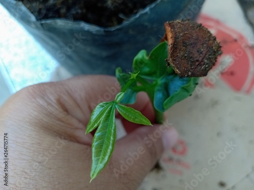 Pachira Aquatica Seedling