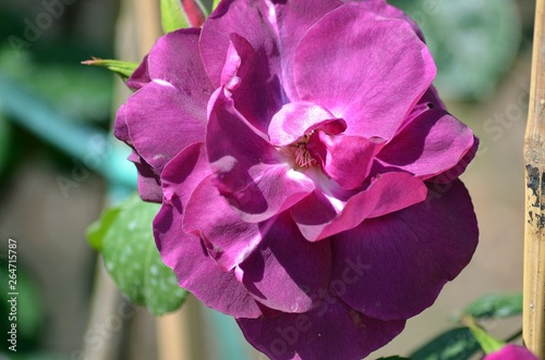 rose 
