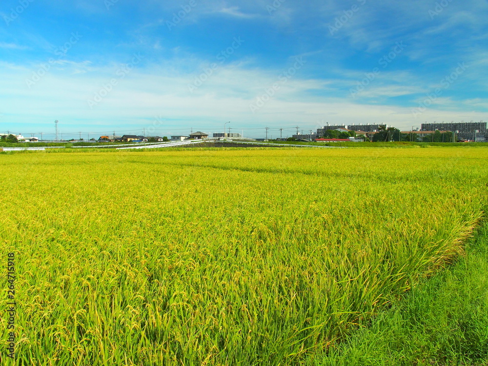 Fototapeta premium 夏の実りの田圃風景
