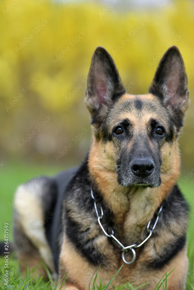 the oldest German shepherd lies the oldest German shepherd lies