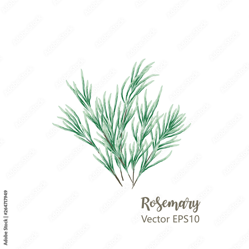 Watercolor  of rosemary. Isolated eco natural herbs illustration on white background. Vector illustration EPS10