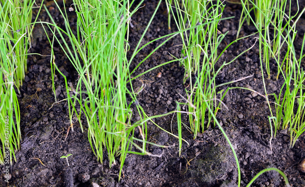 Chive sprouts,selective focus Chive sprouts,selective focus