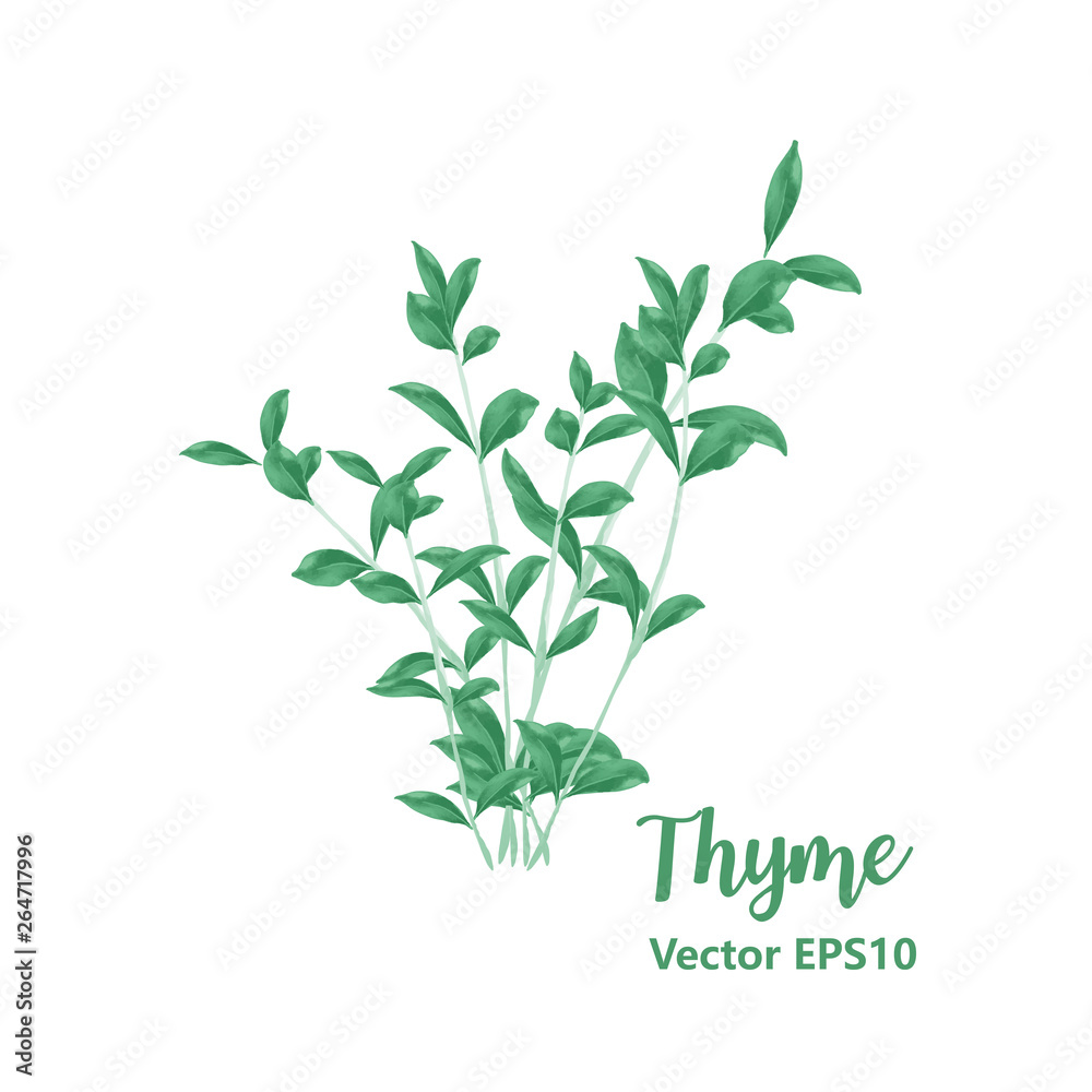 Watercolor thyme bunch. Isolated eco natural food herbs illustration on white background. Vector illustration  EPS10