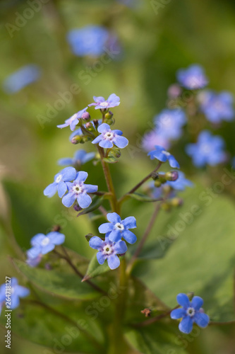 Myosotis alpestris or alpine forget me not is a herbaceous perennial plant in the flowering plant family Boraginaceae