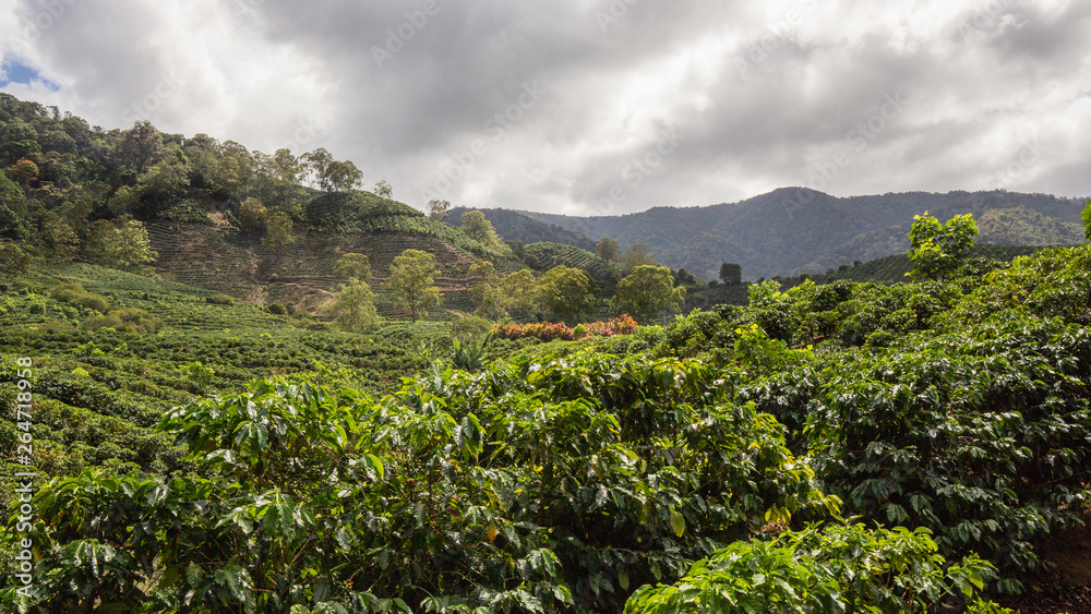 cafetan fields in the Orosi Valley in Costa Rica