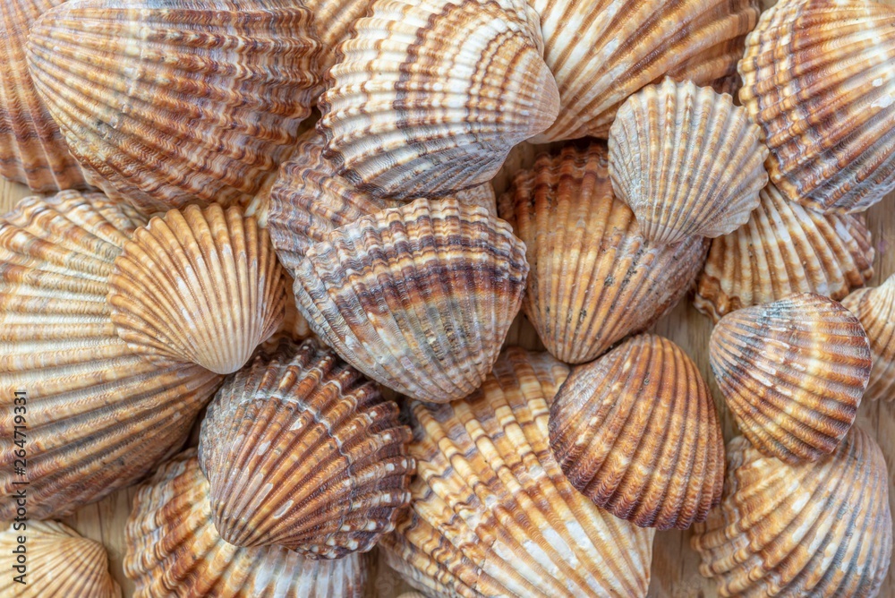 Seashell in macro background Seashell in macro background
