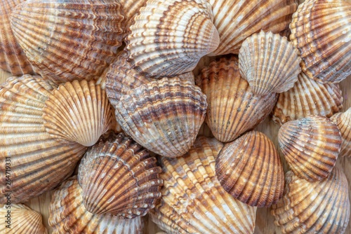Seashell in macro background