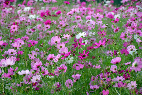 Fields of cosmos flowers blooming in park