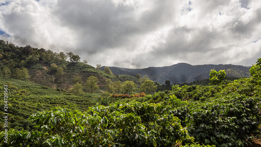 Naklejka premium cafetan fields in the Orosi Valley in Costa Rica