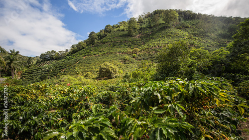cafetan fields in the Orosi Valley in Costa Rica