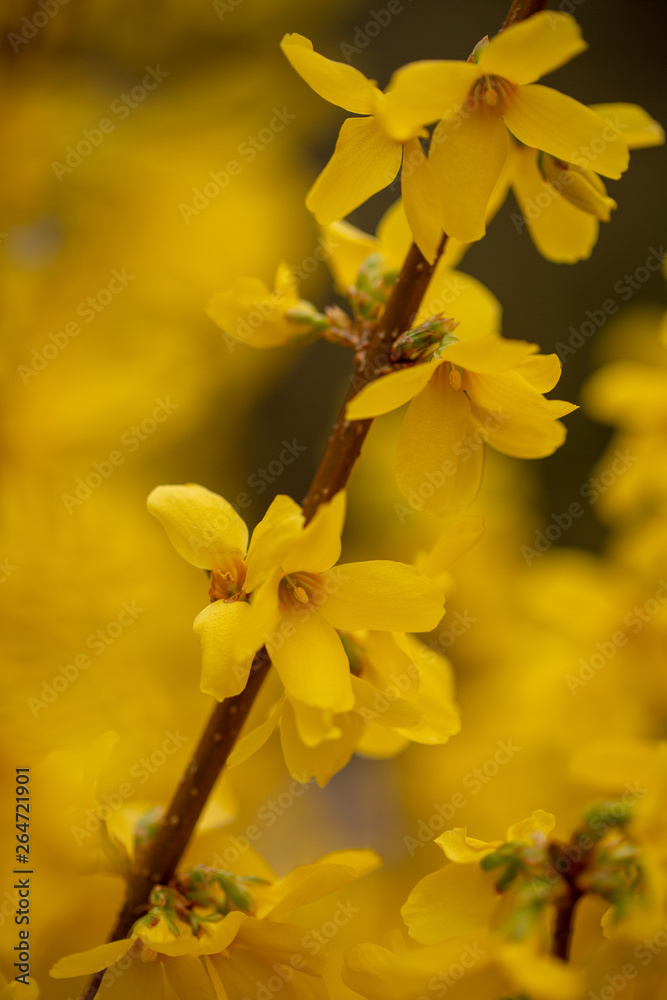 Closeup of forsythias flowers against blurred golden petals
