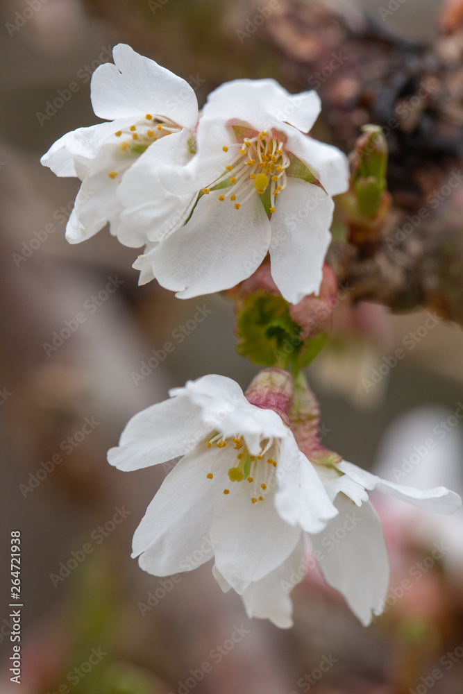 Obraz premium White Cherry Blossoms