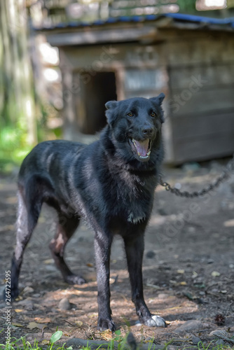 black dog half-breed of husky photo