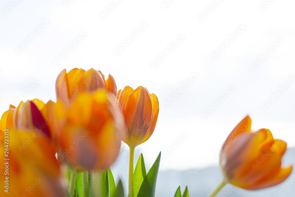 Fototapeta premium Spring tulips in a vase near the window