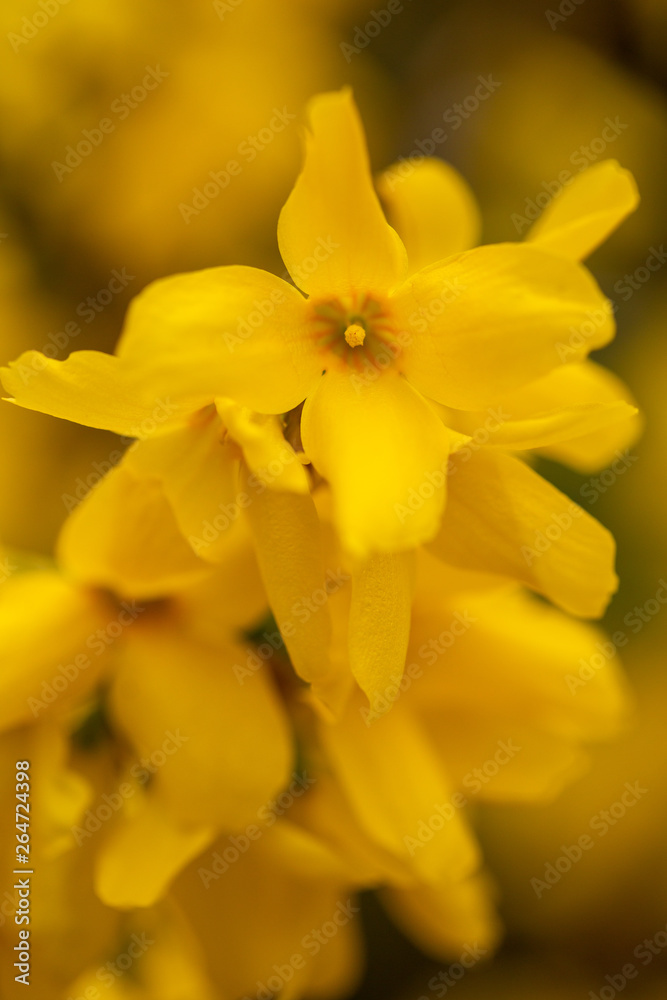 Fototapeta premium Closeup of forsythias flowers in bloom
