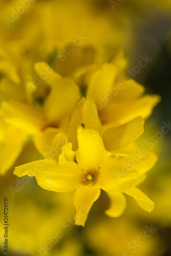 Closeup of forsythias flowers