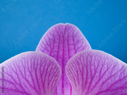 Beautiful orchid flower blooming macro detail