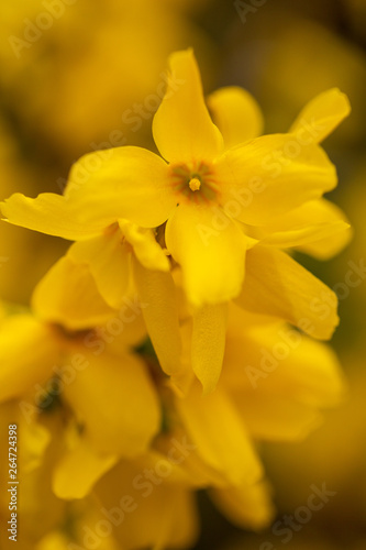 Closeup of forsythias flowers in bloom