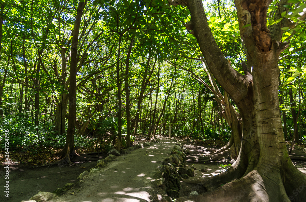 Mayan rainforest of the yucatan peninsula Mayan rainforest of the yucatan peninsula