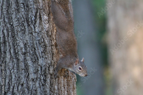 Squirrel On Tree 
