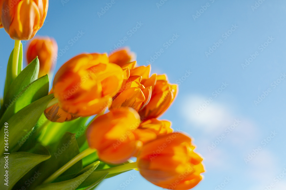 Obraz premium Spring orange tulips on blue sky background