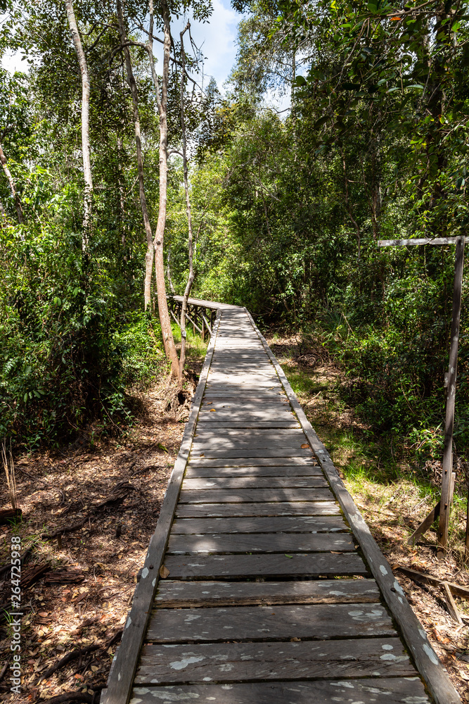 Sunny wooden trail in the jungle on the way to Camp Leakey, the most famous feeding station for Orangutans inside Tanjung Puting National Park, Kumai, Borneo, Indonesia Sunny wooden trail in the jungle on the way to Camp Leakey, the most famous feeding station for Orangutans inside Tanjung Puting National Park, Kumai, Borneo, Indonesia