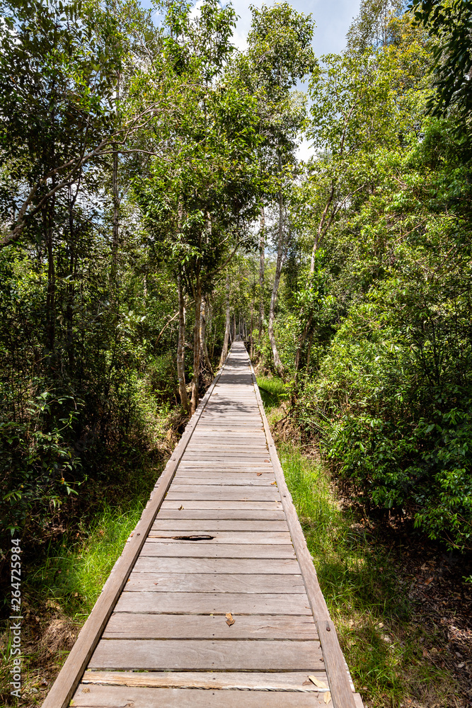 Sunny wooden trail in the jungle on the way to Camp Leakey, the most famous feeding station for Orangutans inside Tanjung Puting National Park, Kumai, Borneo, Indonesia