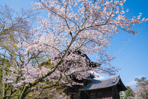 京都　南禅寺の桜 © Route16