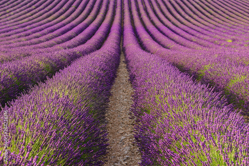 Lavender field in Valensole Plateau  Provence  France