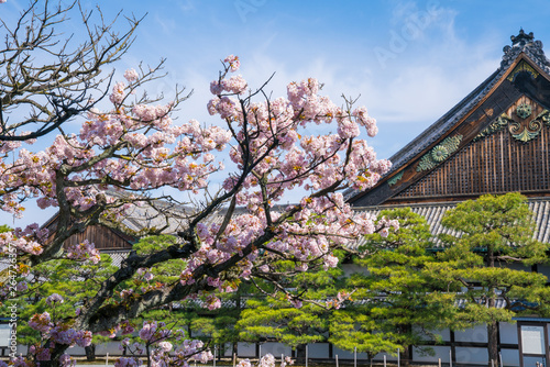 京都 二条城の桜と二の丸御殿 