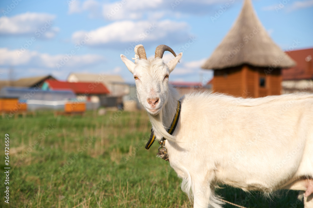 Portrait of a beautiful white goat with horns, looking at the camera on a background of green grass, a house with honey, blue sky with clouds. Livestock on a walk in a collar, chewing fresh grass Portrait of a beautiful white goat with horns, looking at the camera on a background of green grass, a house with honey, blue sky with clouds. Livestock on a walk in a collar, chewing fresh grass