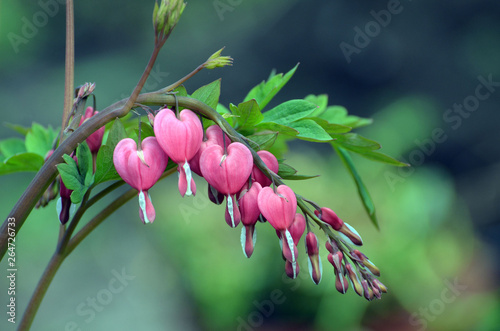 Dicentra spectabils - Bleeding Heart Flowers in sunny day. photo