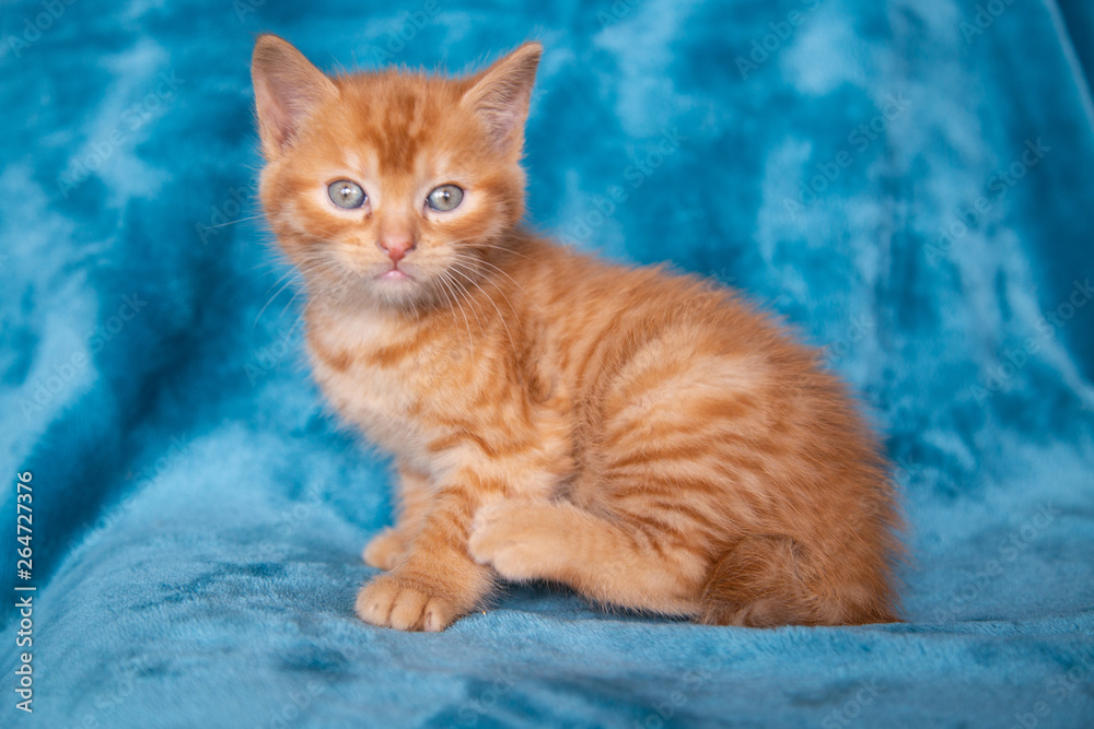 Fototapeta premium Chaton roux