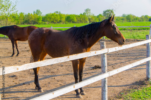 Horse and herd of horses