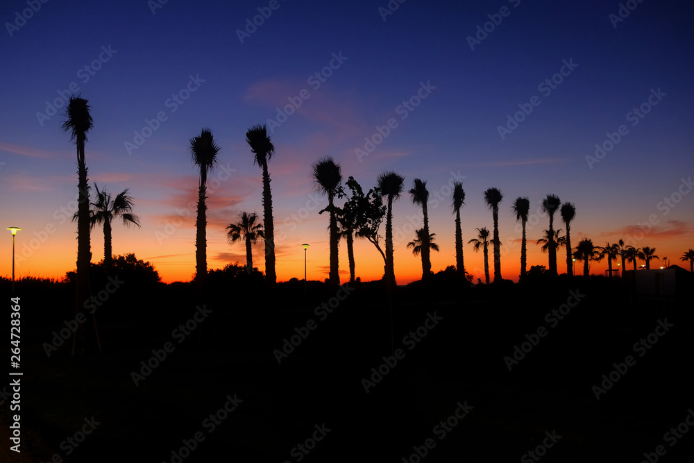 Silhouette coconut palm trees on beach at sunset. Costa Ballena, Andalucia, Spain.