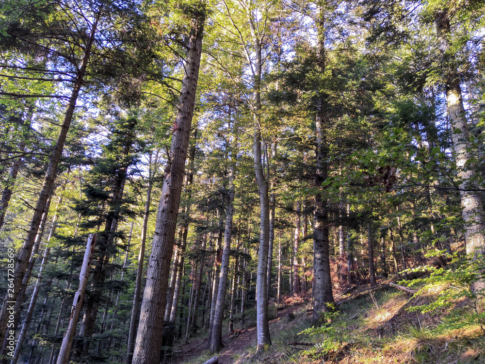 Obraz premium forêt