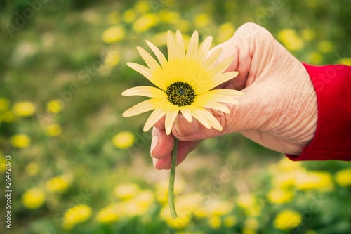 close up top view of female hand holding one fresh daisy flower isolated on blurry green grass background