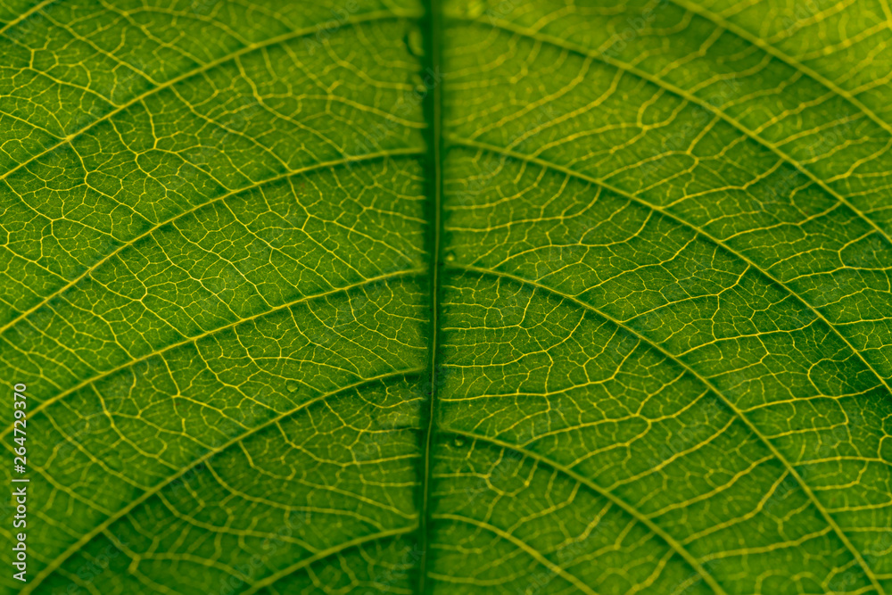 Water drop on green leaf, abstract macro wet foliage texture, pattern and background Water drop on green leaf, abstract macro wet foliage texture, pattern and background