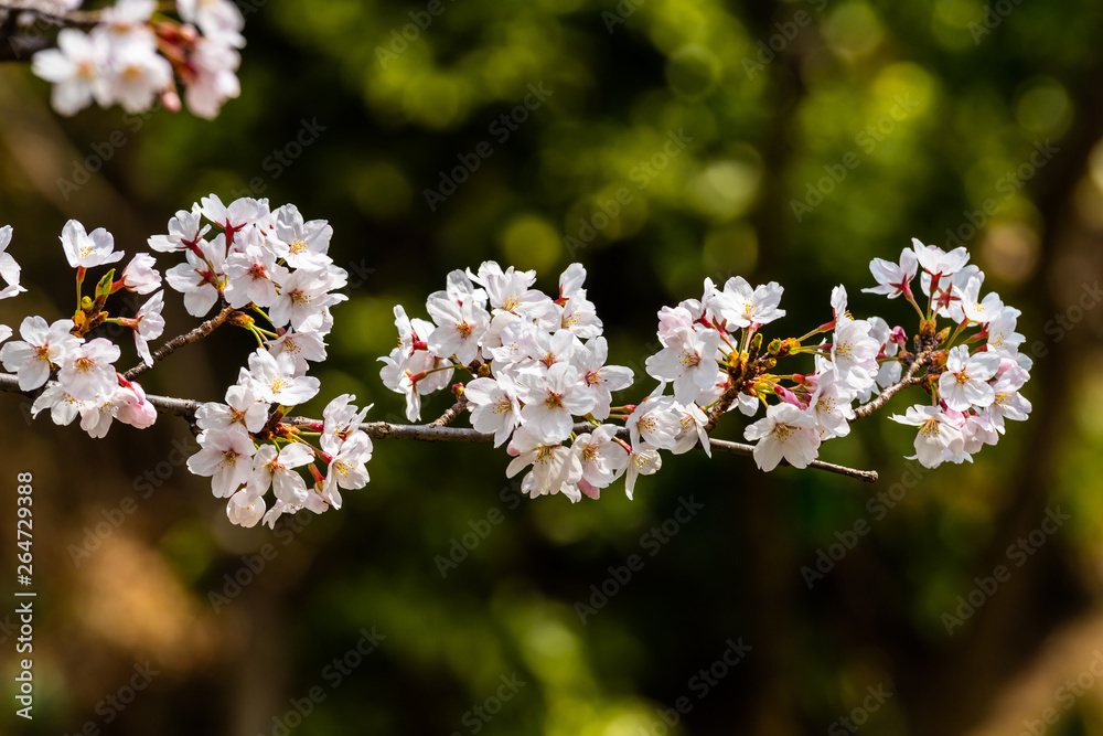 Cherry blossom in spring for background or copy space for text Cherry blossom in spring for background or copy space for text