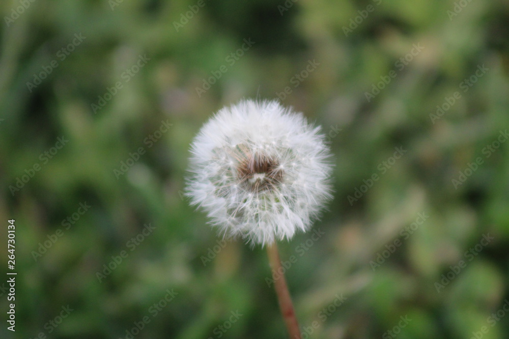 dandelion on green background dandelion on green background