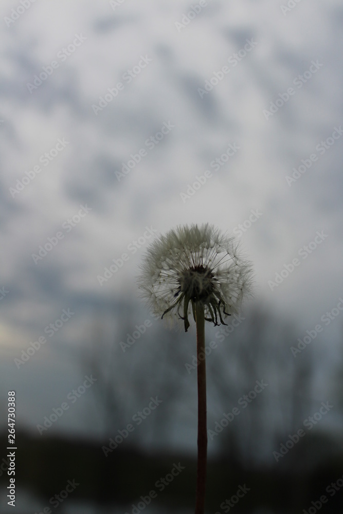 custom made wallpaper toronto digitaldandelion on background of blue sky
