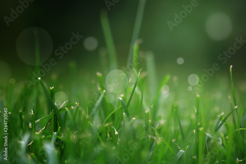 Close Up Of Fresh Grass With Water Drops In The Early Morning 