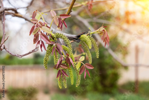 Tableau sur toile Branch of walnut with green long flowers that bloom in the spring