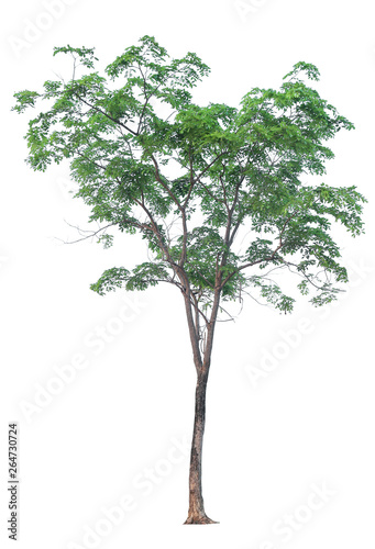 tree isolated on white background