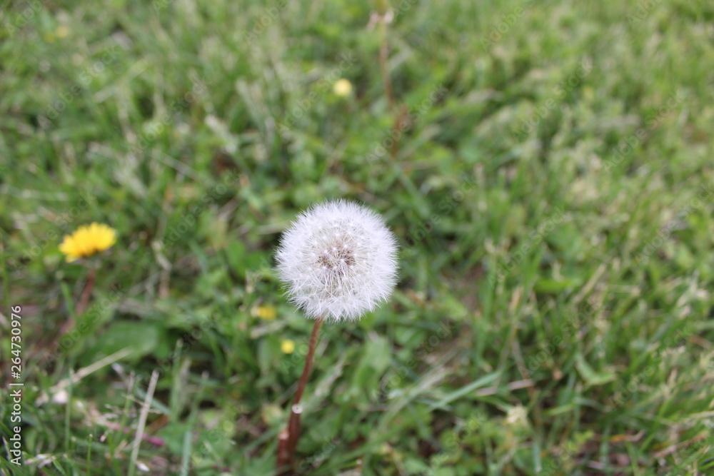 dandelion in the grass